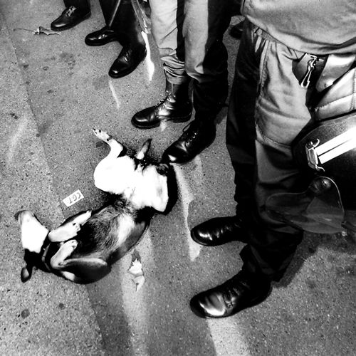 Portfolio "d'Instantanés" par Michel Laffaille photographe